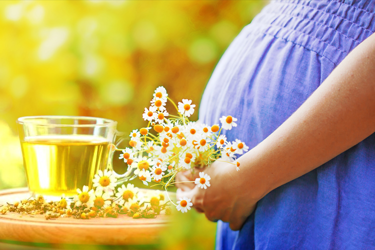 Are You Debating Drinking Of Chamomile Tea During Pregnancy 