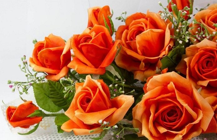 Rose Day 2022: History And Significance Of Rose Colors