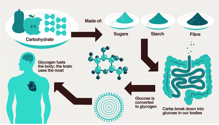 Types Of Carbohydrates Our Bodies Need Do You Know Your Carbs Well 