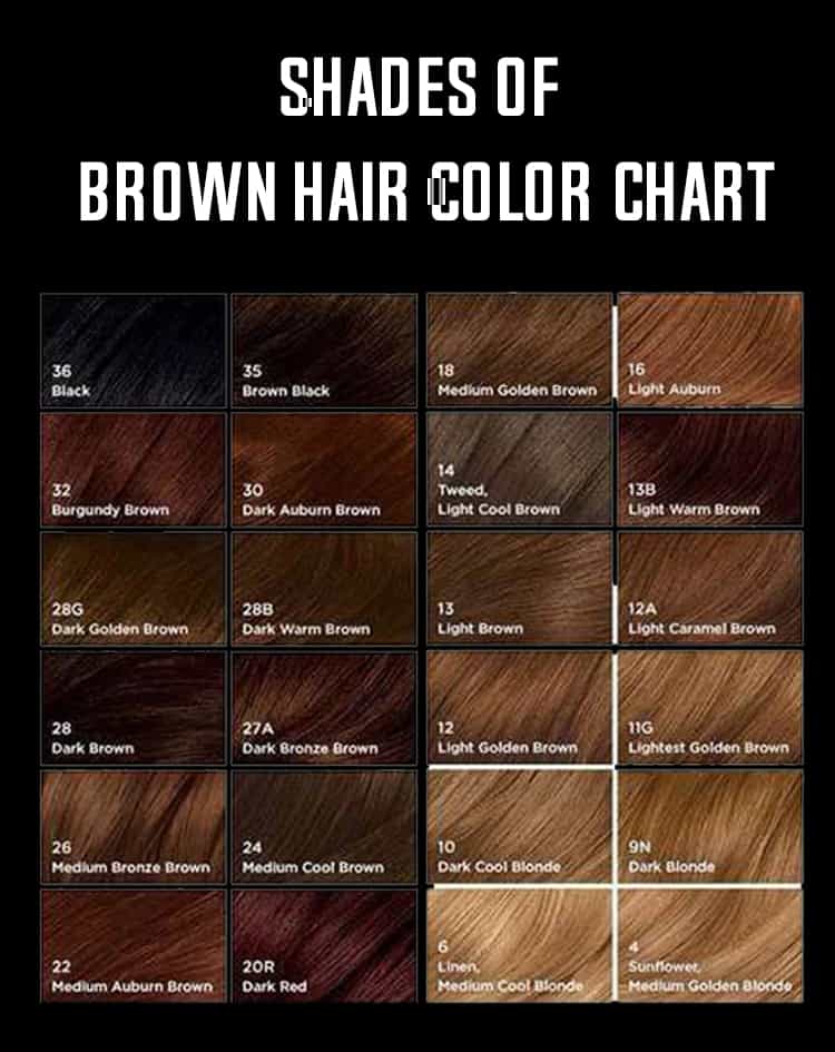 Shades Of Brown Hair Chart