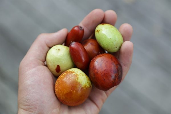 Jujube Fruit: All That You Need To Know About This Delicious And 